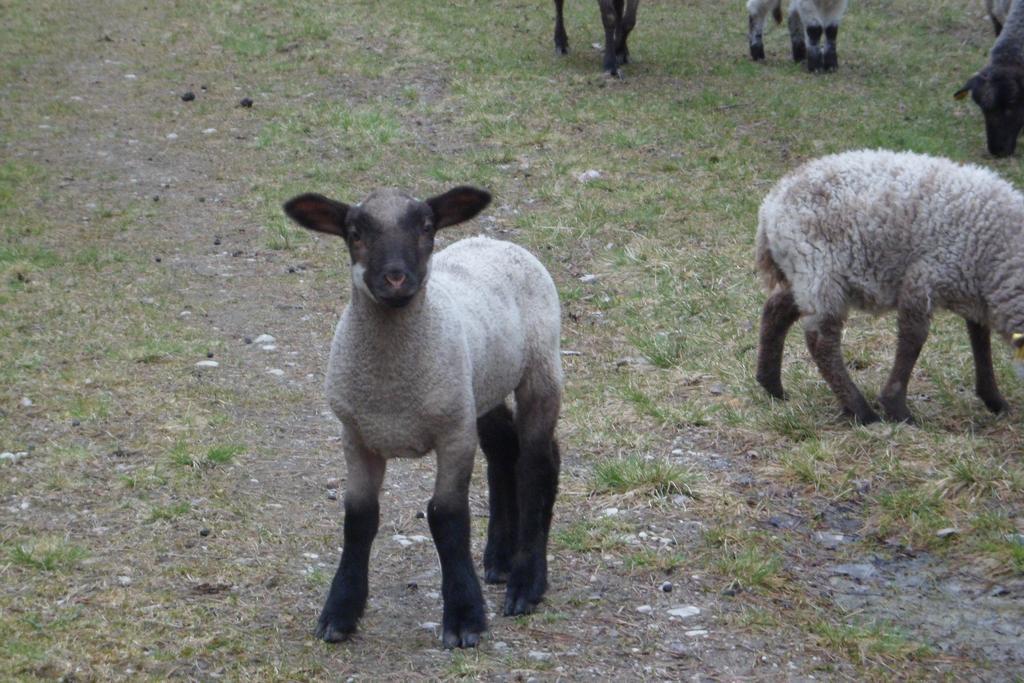 Viruna Farm Kiraste Eksteriør billede