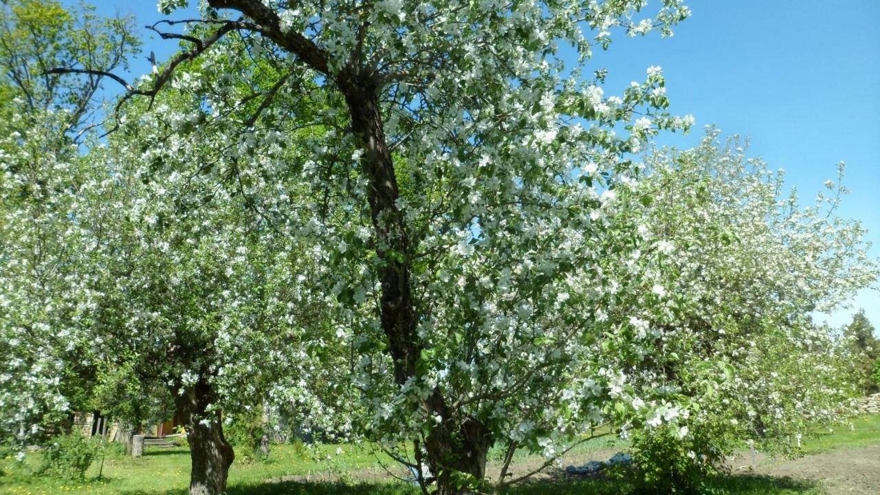 Viruna Farm Kiraste Eksteriør billede